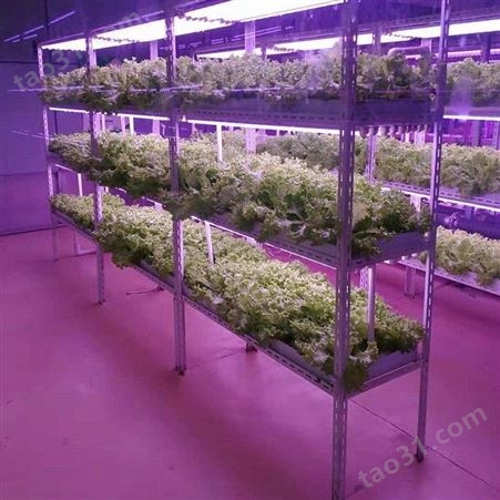 中农智造DX3108 植物工厂水培蔬菜 植物工厂设计安装 工厂化蔬菜生产