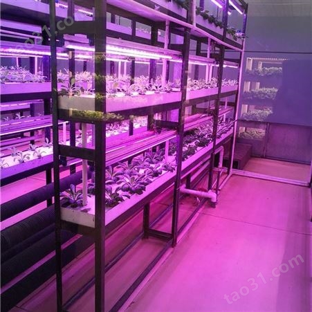 定制DX2633植物照明工厂 植物工厂成本价格 自动化仪表定制 中农智造