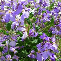 野花组合，蓝色，兰色，石家庄厂家，花种，花籽，草籽