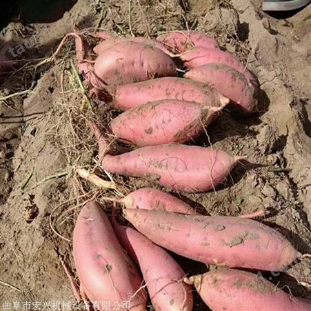 涡阳红薯收获机 拖拉机红薯收获机 地瓜挖掘机