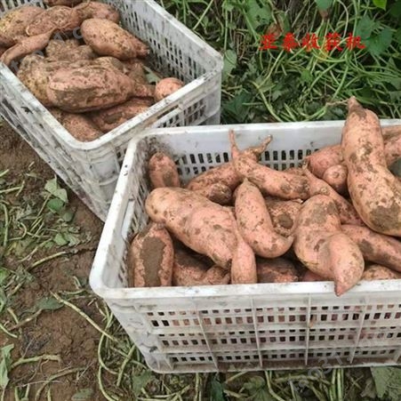 红薯挖掘机 红薯收获机  单行收地瓜机器 ＷＴ