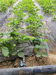 陕西宝鸡草莓种植用贴片滴灌带安装方法