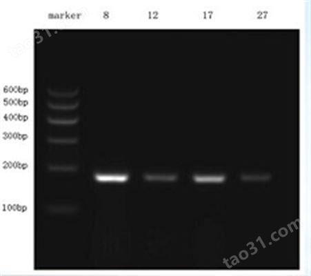 普通PCR上海茁彩检测服务